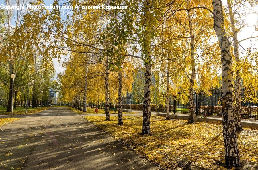 Birch, Tree, Wood, Tree Trunk, Dirt Road, Gravel, Road