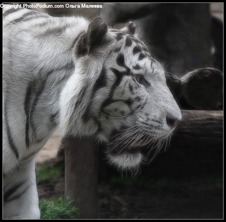 Animal, Mammal, Tiger, Zoo