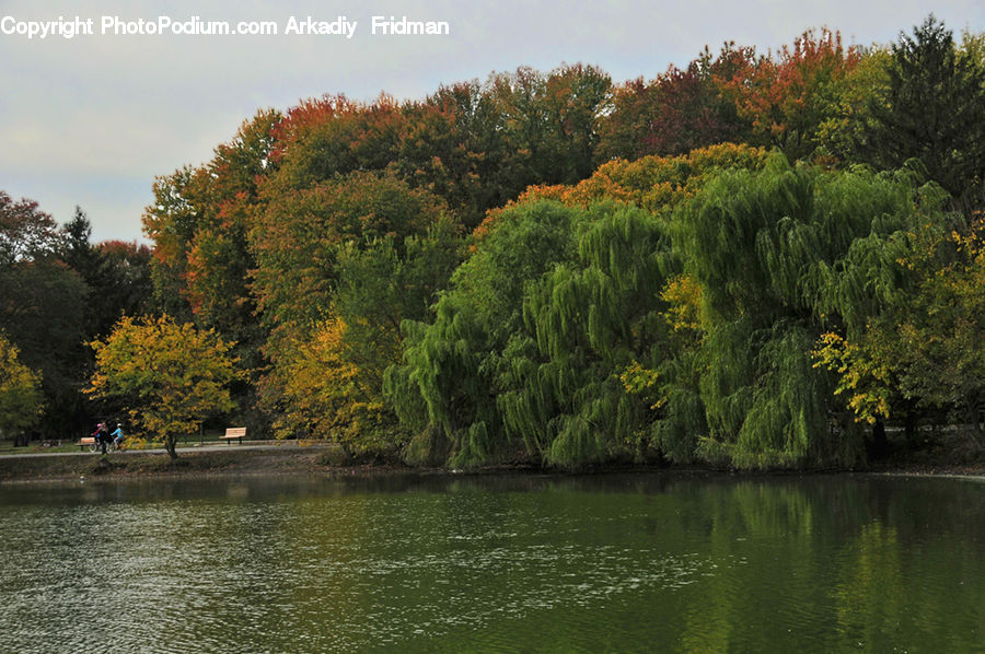 Conifer, Fir, Plant, Tree, Outdoors, Pond, Water