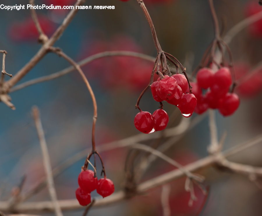 Fruit, Raspberry, Blossom, Flora, Flower, Geranium, Plant