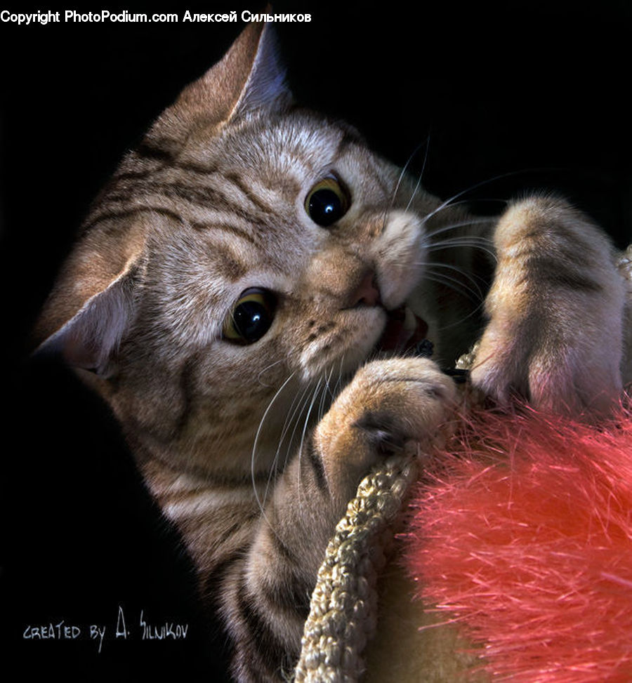 Animal, Cat, Kitten, Mammal, Pet, Abyssinian, Eating