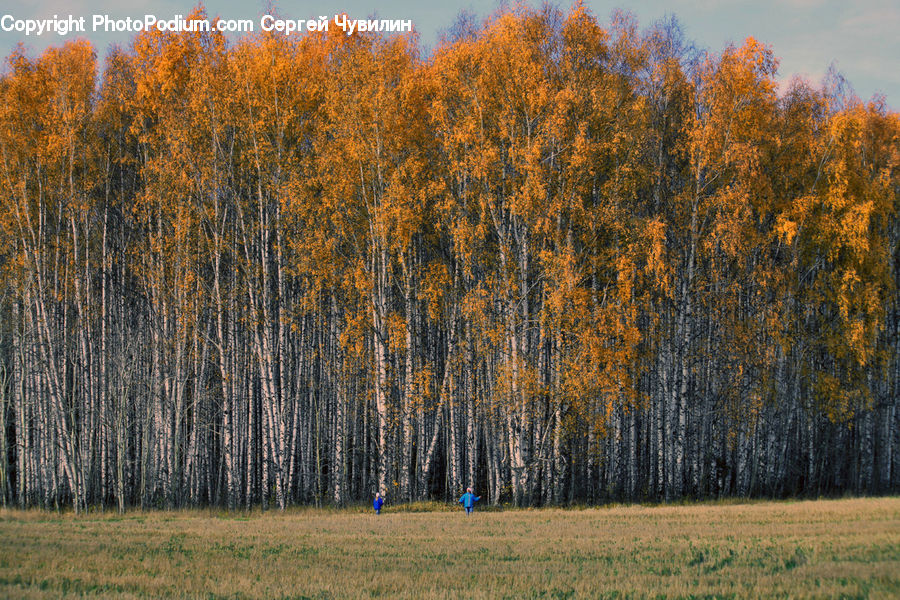 Birch, Tree, Wood, Field, Grass, Grassland, Plant