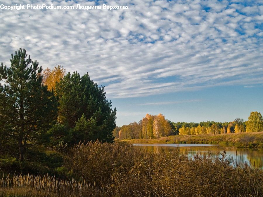 Conifer, Fir, Plant, Tree, Field, Grass, Grassland