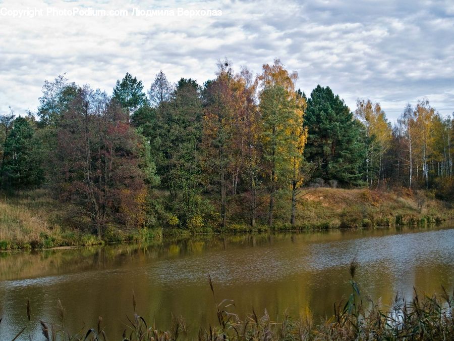Outdoors, Pond, Water, Forest, Vegetation, Conifer, Fir