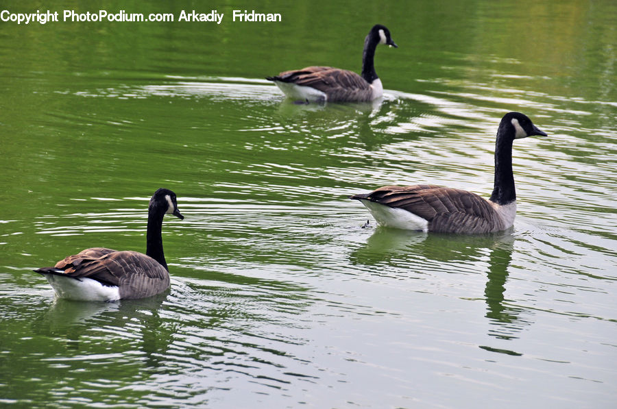 Bird, Goose, Waterfowl, Duck, Teal