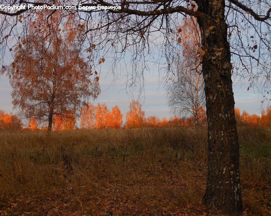 Dirt Road, Gravel, Road, Oak, Tree, Wood, Birch