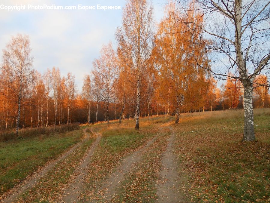 Dirt Road, Gravel, Road, Birch, Tree, Wood, Path