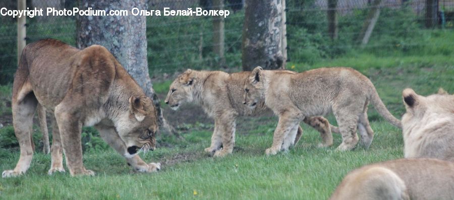 Animal, Cougar, Lion, Puma, Zoo, Wildlife, Deer