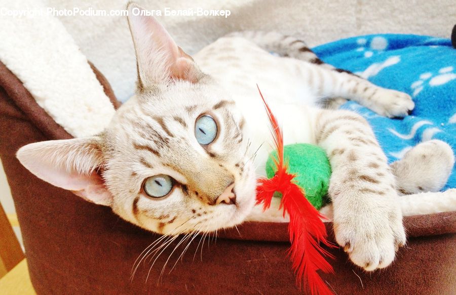 Animal, Cat, Pet, Siamese, Abyssinian, Mammal, Kitten