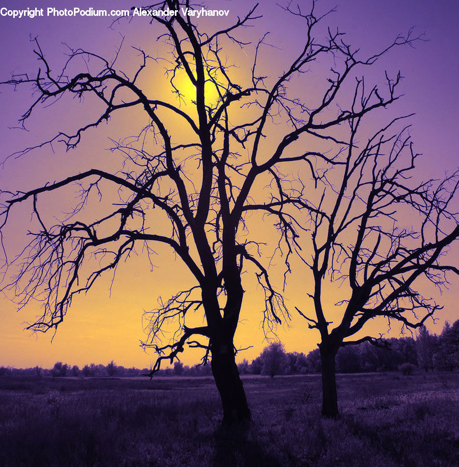 Plant, Tree, Dawn, Dusk, Red Sky, Sky, Sunrise