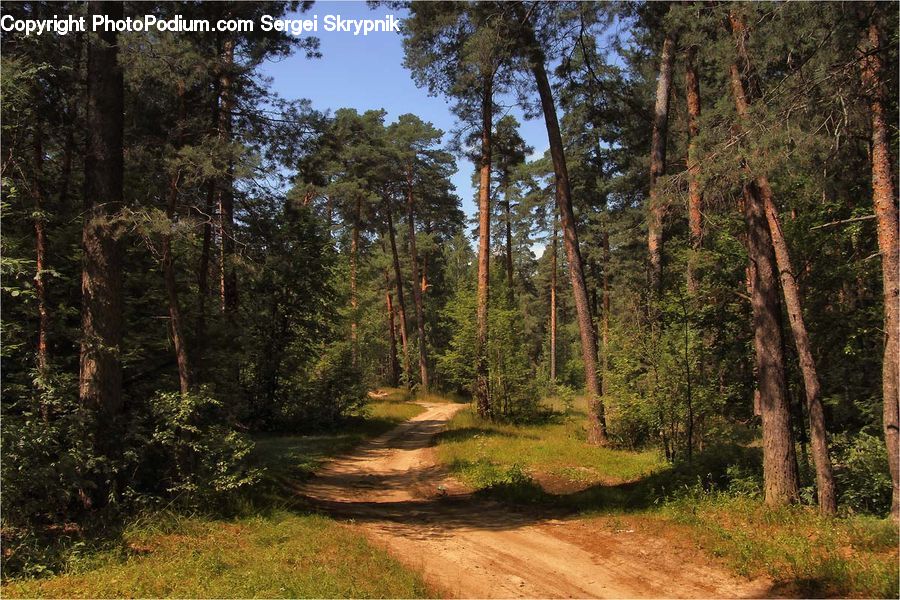 Dirt Road, Gravel, Road, Plant, Potted Plant, Forest, Grove
