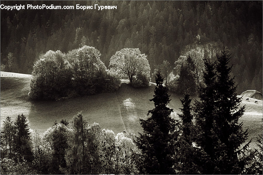 Conifer, Fir, Plant, Tree, Bush, Vegetation, Blossom