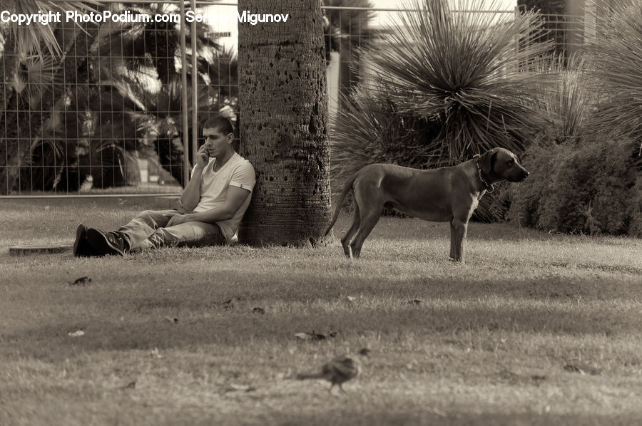 People, Person, Human, Animal, Canine, Dog, Mammal