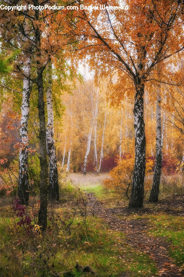 Birch, Tree, Wood, Plant, Potted Plant, Forest, Vegetation