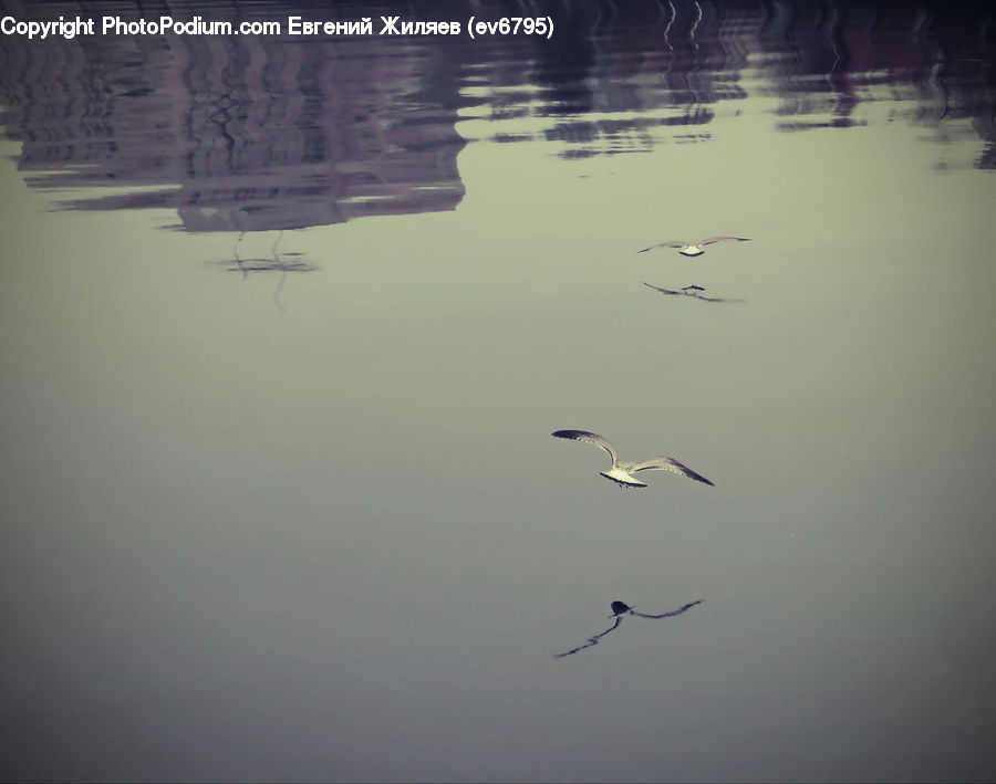 Bird, Crane Bird, Heron