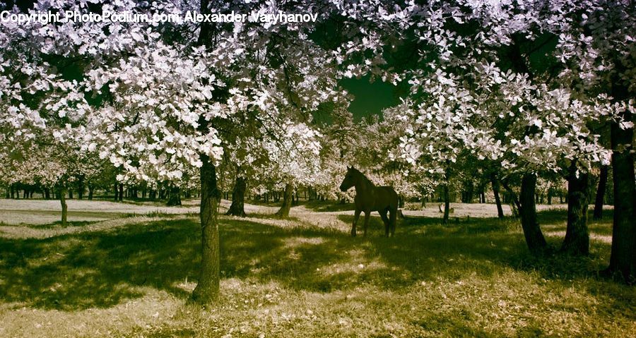 Blossom, Cherry Blossom, Flower, Animal, Horse, Mammal, Flora