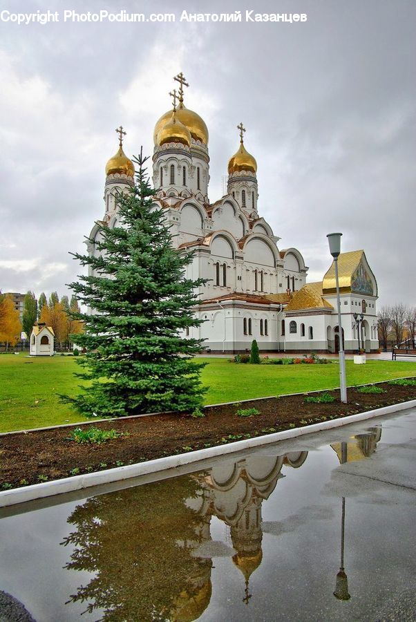 Conifer, Fir, Pine, Spruce, Wood, Architecture, Dome