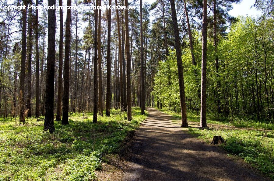 Forest, Vegetation, Grove, Land, Path, Trail, Birch