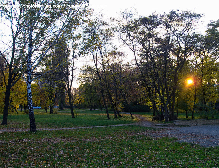 Park, Forest, Vegetation, Conifer, Fir, Plant, Tree