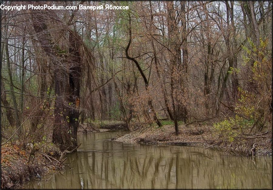 Land, Marsh, Outdoors, Swamp, Water, Forest, Vegetation