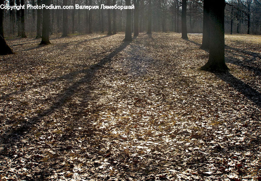 Path, Road, Walkway, Forest, Grove, Land, Vegetation
