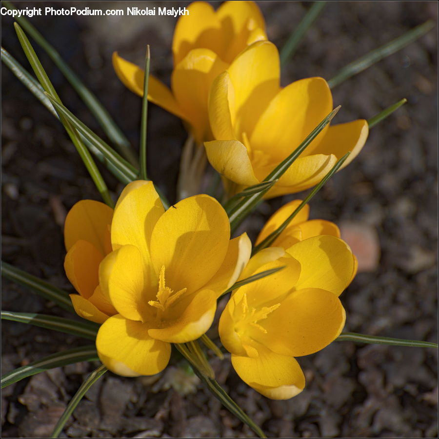 Blossom, Crocus, Flora, Flower, Plant