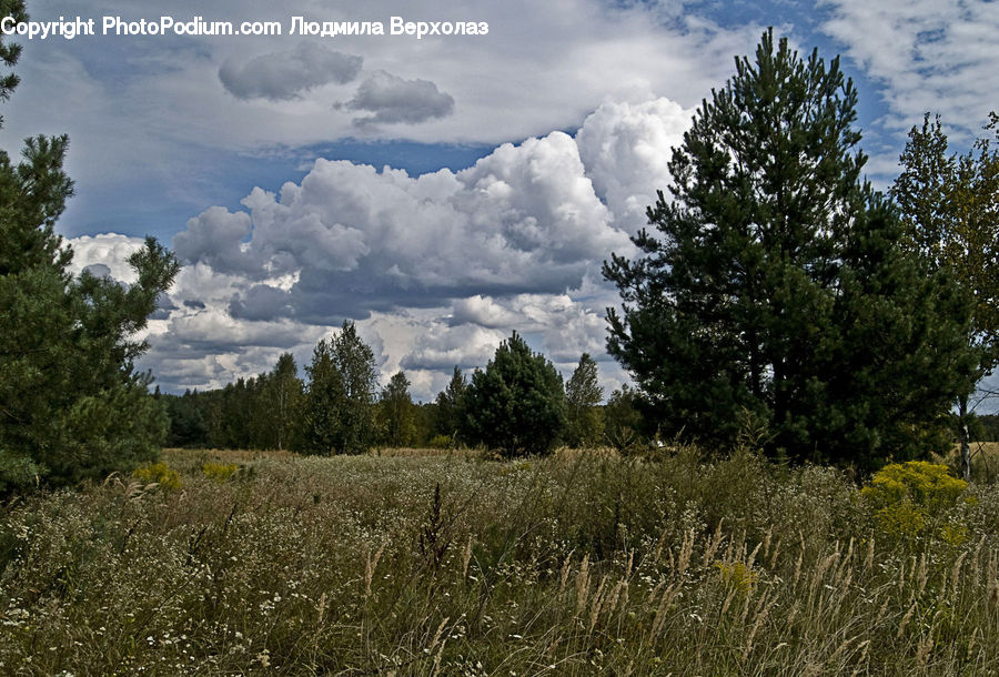 Cloud, Cumulus, Sky, Conifer, Fir, Plant, Tree