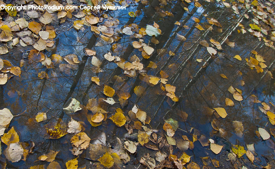 Art, Painting, Pavement, Outdoors, Pond, Water, Asphalt