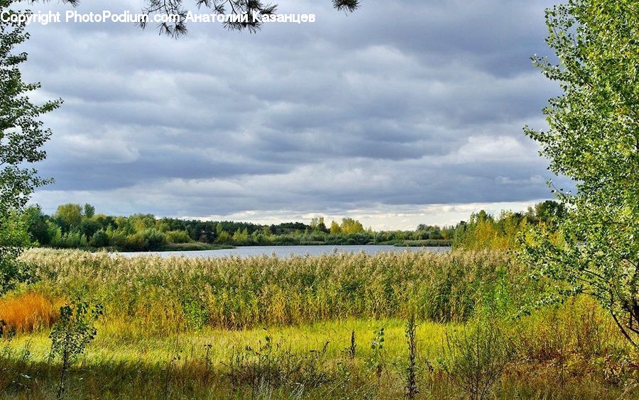 Field, Grass, Grassland, Land, Outdoors, Bush, Plant
