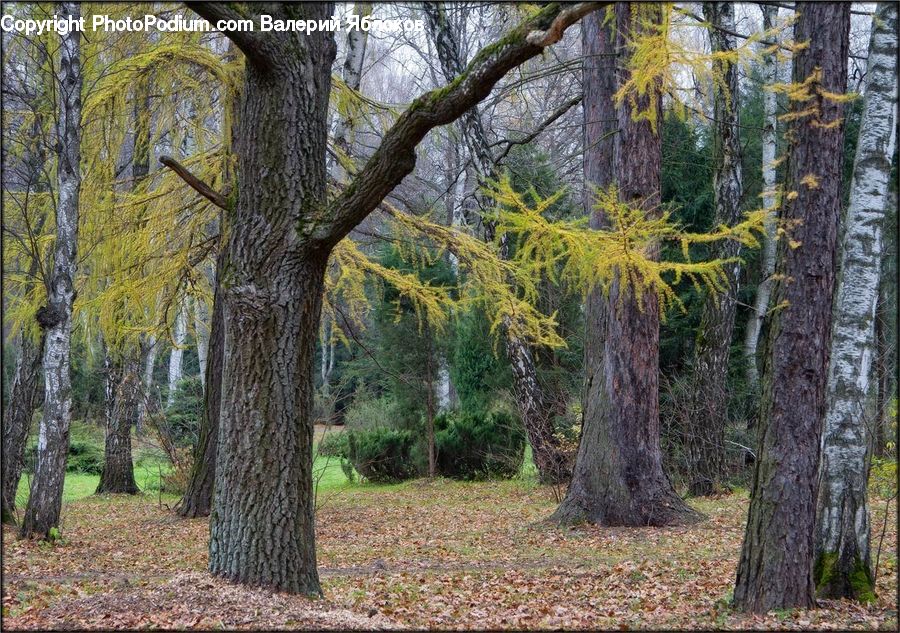 Conifer, Fir, Plant, Tree, Oak, Wood, Forest