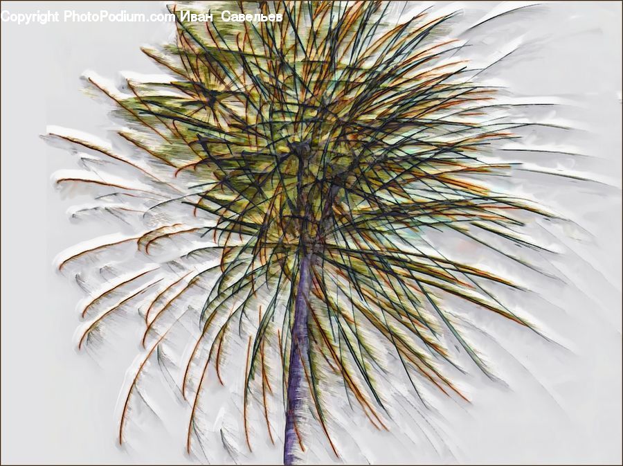 Plant, Weed, Conifer, Fir, Tree, Blossom, Flora