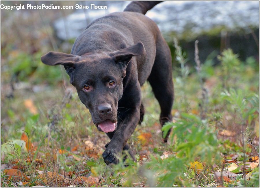 Animal, Pet, Canine, Dog, German Shepherd, Mammal, Pointer