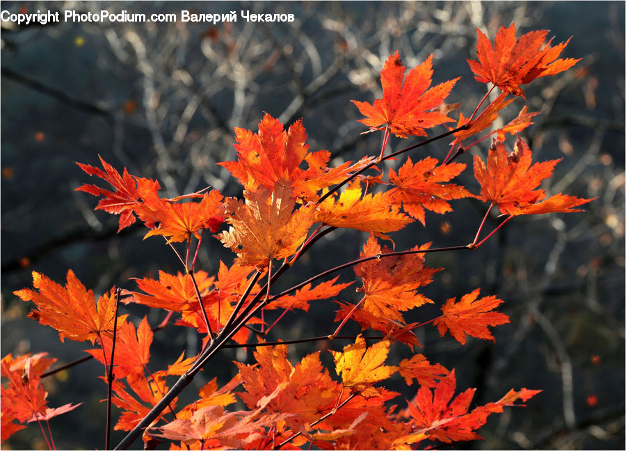 Maple, Tree, Wood, Maple Leaf, Plant, Blossom, Flora