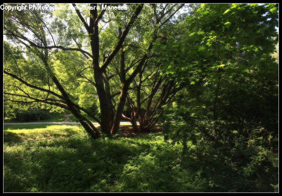 Forest, Vegetation, Plant, Potted Plant, Oak, Tree, Wood