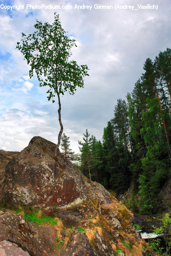 Plant, Tree, Crest, Mountain, Outdoors, Peak, Conifer