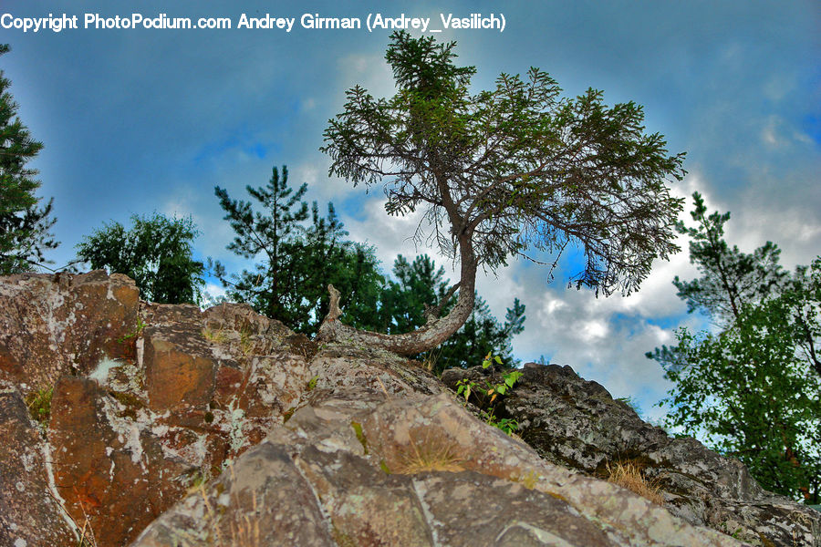 Plant, Tree, Conifer, Fir, Oak, Wood, Rock