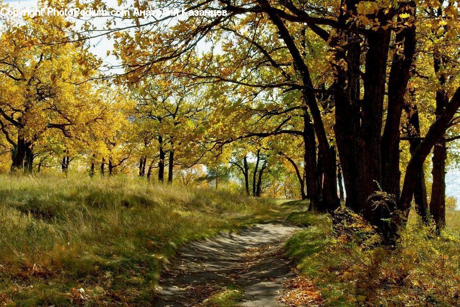 Dirt Road, Gravel, Road, Forest, Grove, Land, Vegetation