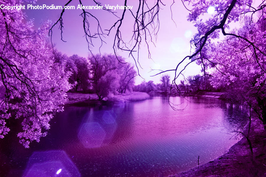 Blossom, Cherry Blossom, Flower, Flora, Plant, Tree