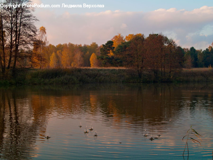 Lake, Outdoors, Water, Forest, Vegetation, Conifer, Fir