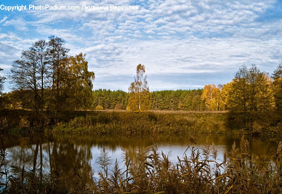 Land, Marsh, Outdoors, Swamp, Water, Pond, Field