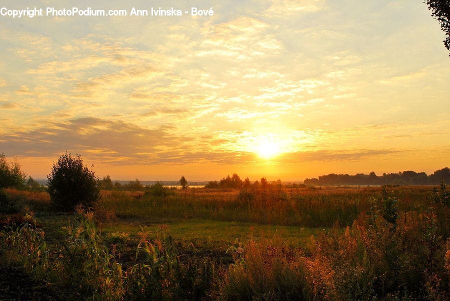 Plant, Vegetation, Moss, Field, Grass, Grassland, Land