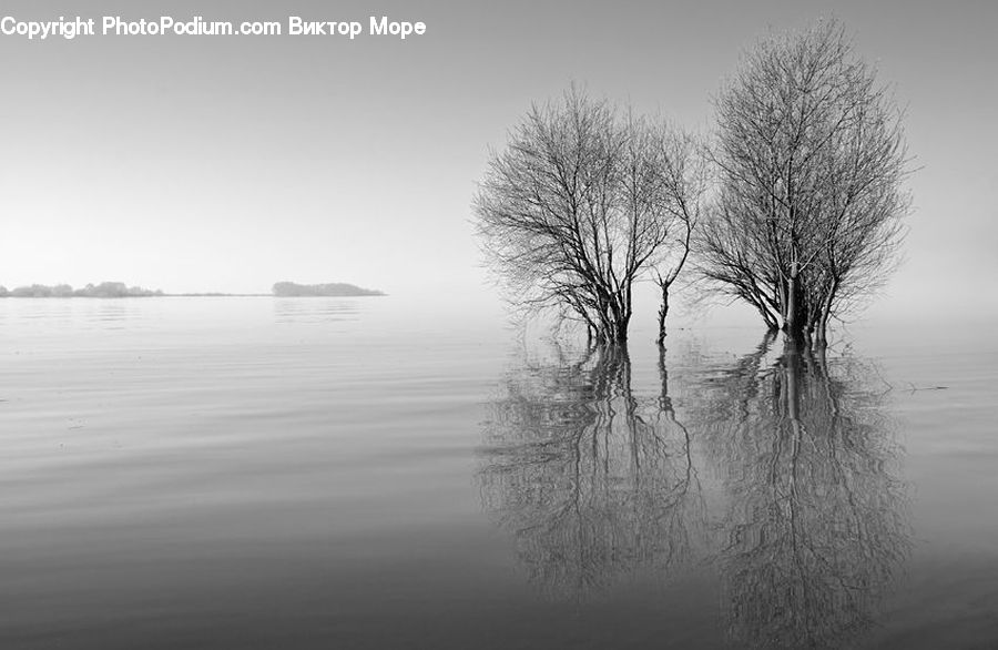 Plant, Tree, Outdoors, Ripple, Water, Grass, Reed