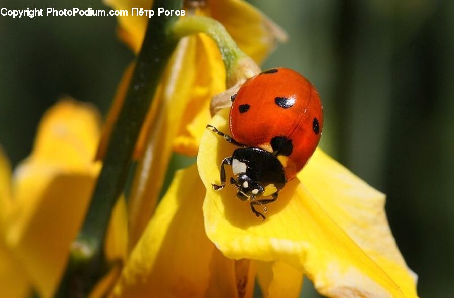 Bottle, Bee, Insect, Invertebrate, Blossom, Flora, Flower