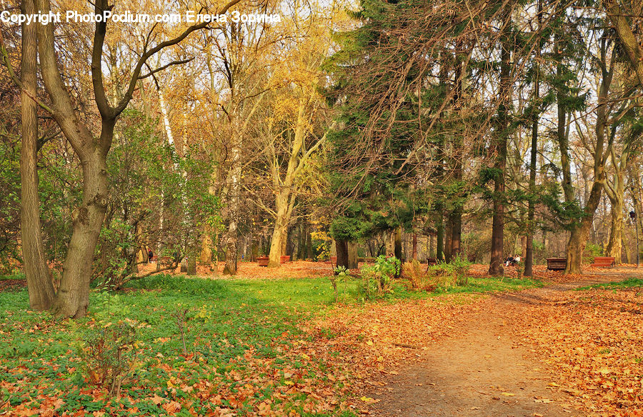 Dirt Road, Gravel, Road, Forest, Grove, Land, Vegetation