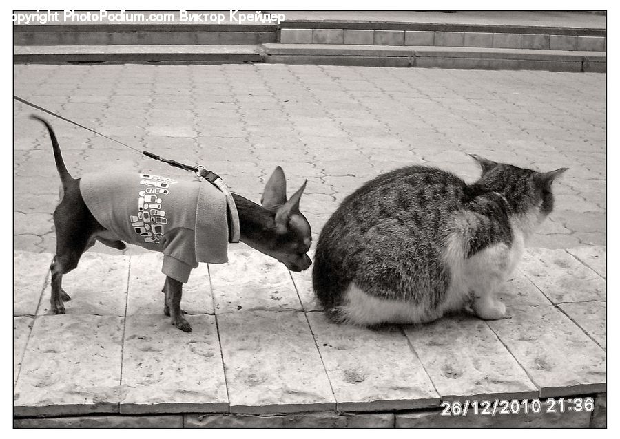 Animal, Bunny, Mammal, Rabbit, Rodent, Zoo, Adorable