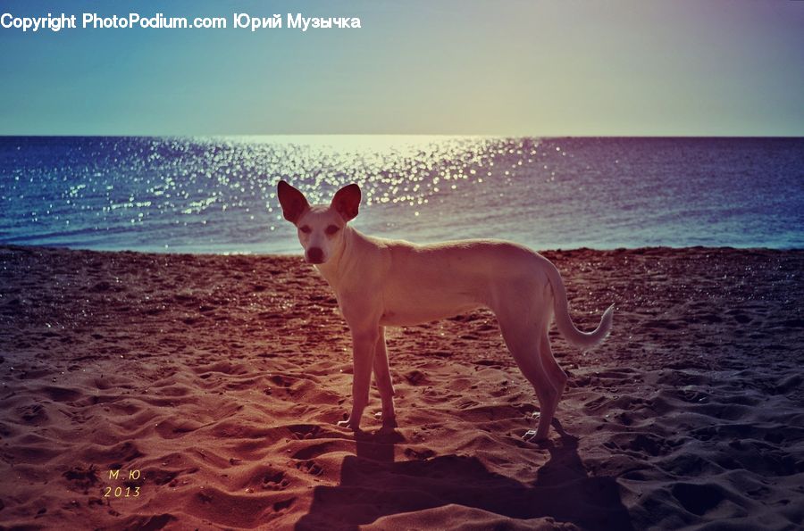 Beach, Coast, Outdoors, Sea, Water, Leisure Activities