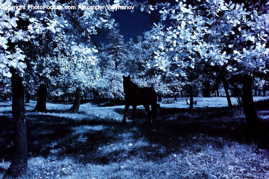Animal, Horse, Mammal, Blossom, Cherry Blossom, Flower, Landscape