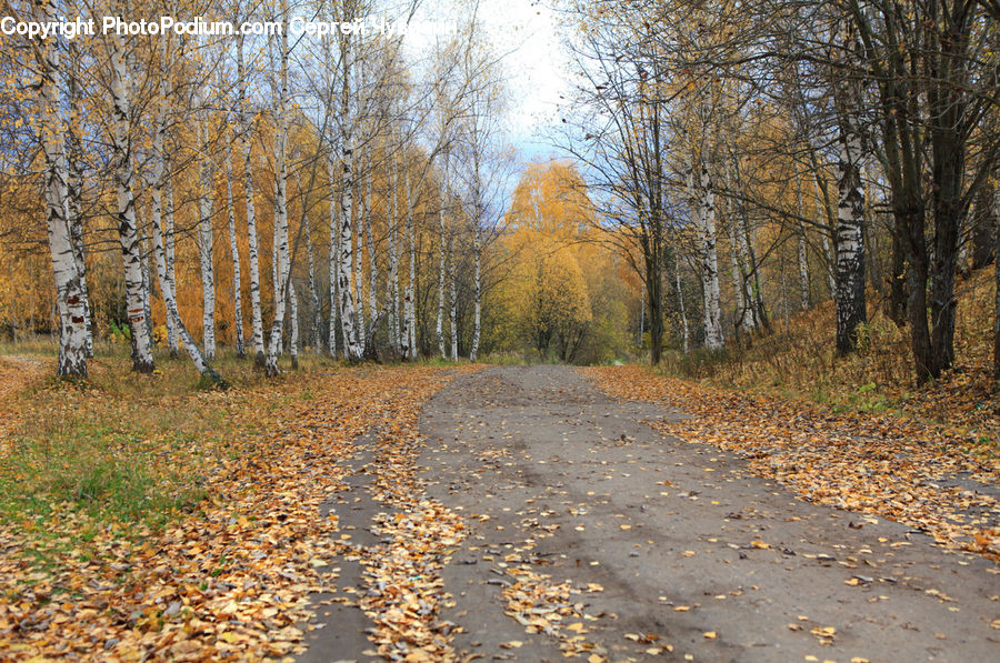 Dirt Road, Gravel, Road, Path, Walkway, Birch, Tree