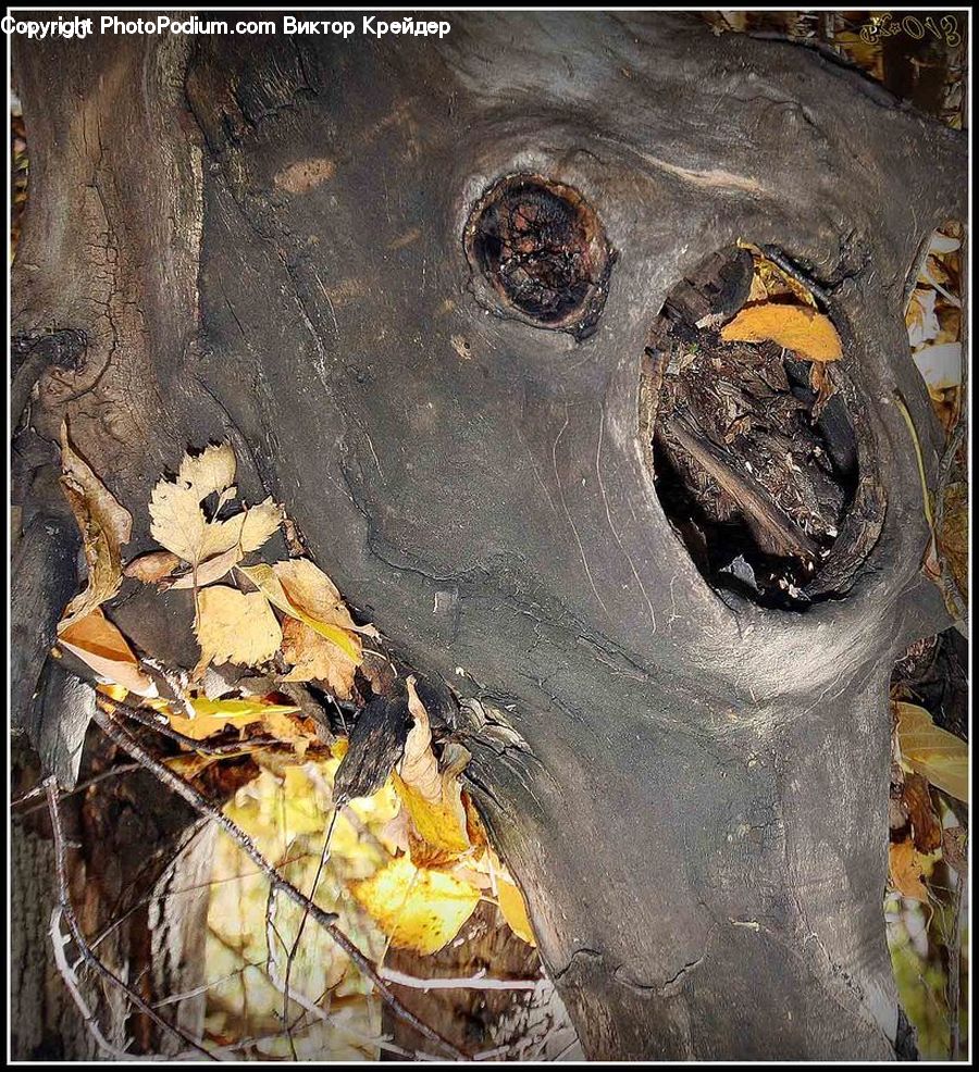 Arachnid, Insect, Invertebrate, Scorpion, Rock, Face, Selfie