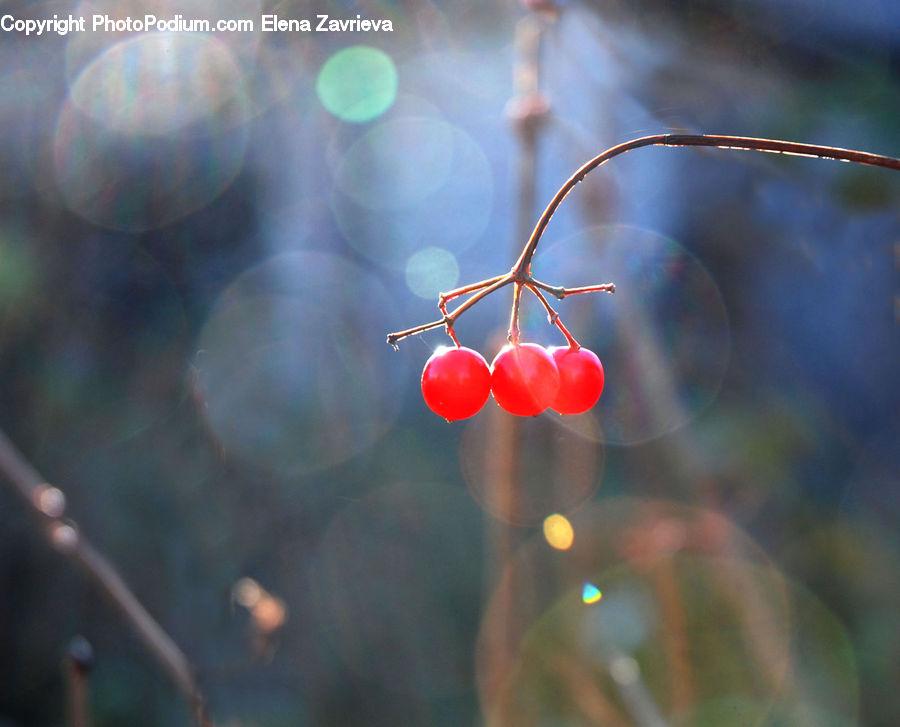 Cherry, Fruit, Blossom, Flora, Flower, Geranium, Plant